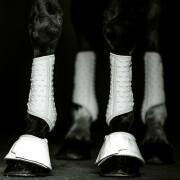 Buty dla koni Equilibrium S&F Simples